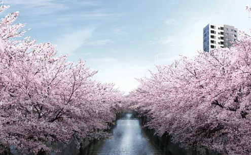 目黒川桜散策